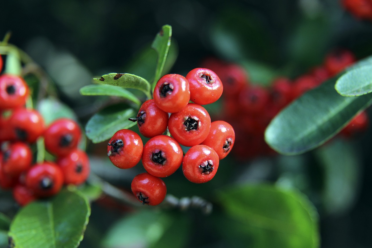 许多球队倾 许多球队倾